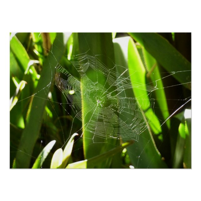 Póster Spiderweb en la naturaleza de las hojas tropicales (Anverso)