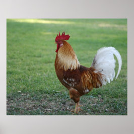 Póster "Spiffy", Rooster