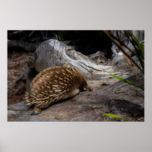 Póster Spiky y Furry Echidna, animal australiano lindo