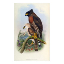 Spilornis Rufipectus (Sulawesi Serpent-eagle)