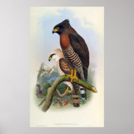 Póster Spilornis Rufipectus (Sulawesi Serpent-eagle)