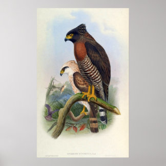 Póster Spilornis Rufipectus (Sulawesi Serpent-eagle)