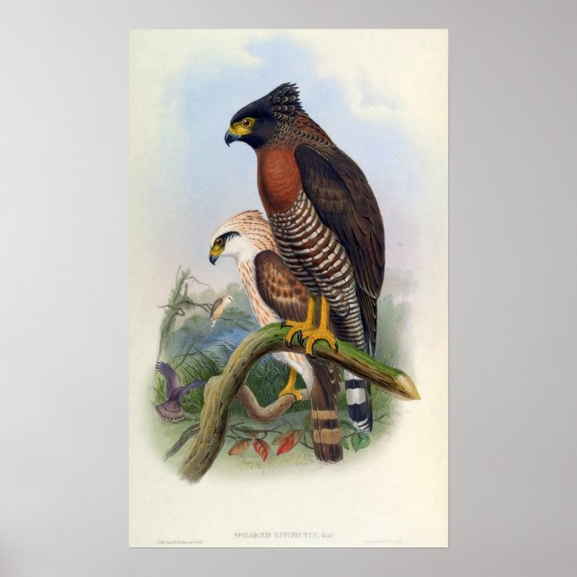 Póster Spilornis Rufipectus (Sulawesi Serpent-eagle) (Frente)