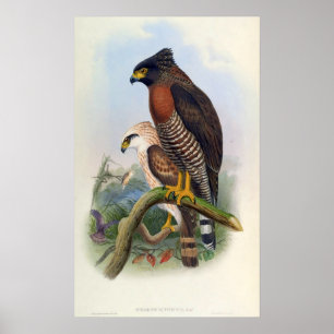 Póster Spilornis Rufipectus (Sulawesi Serpiente-Eagle)
