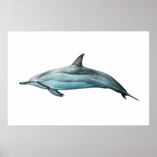 Póster Spinner Dolphin realistic illustration Print