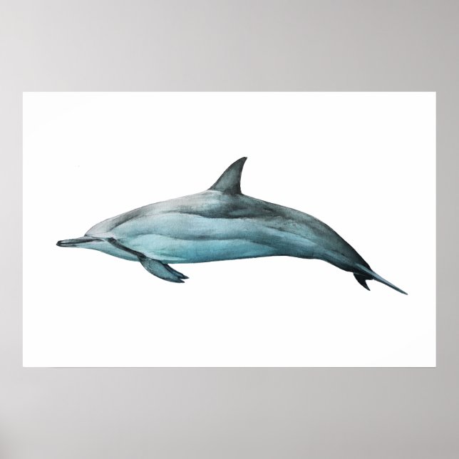 Póster Spinner Dolphin realistic illustration Print (Frente)