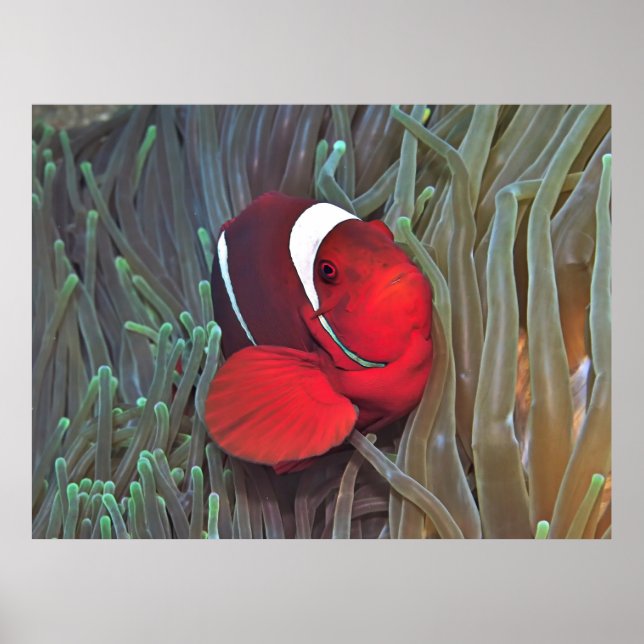 Póster Spinycheek (Frente)