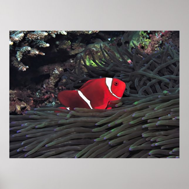 Póster Spinycheek Clowfish (Frente)