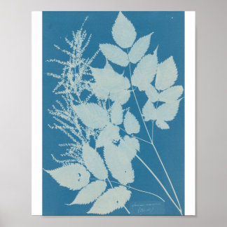 Póster Spiraea aruncus por Anna Atkins