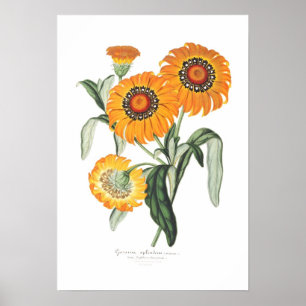 Póster Splendens del Gazania
