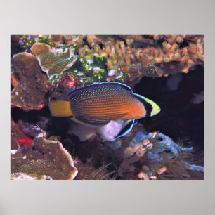 Póster Splendid Dottyback