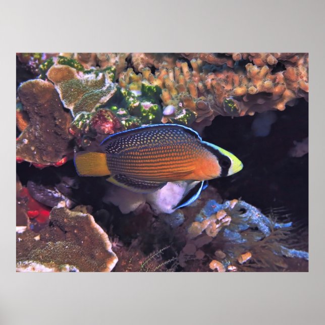 Póster Splendid Dottyback (Frente)