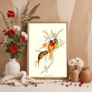 Póster Splendid Grass-Parakeet, Vintage illustrations 