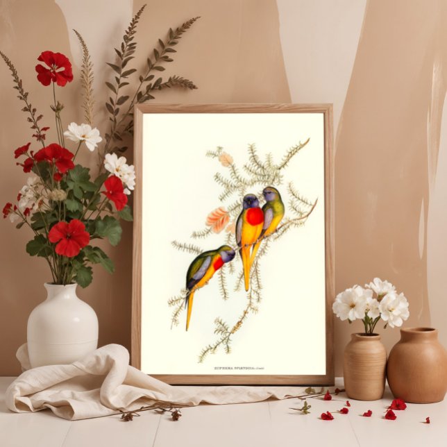 Póster Splendid Grass-Parakeet, Vintage illustrations  (Subido por el creador)