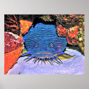 Póster Splendid Toadfish