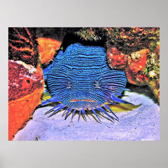 Póster Splendid Toadfish (Frente)