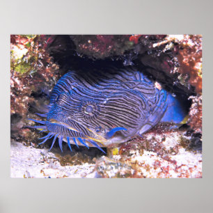 Póster Splendid Toadfish Cozumel
