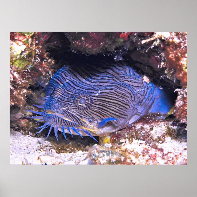 Póster Splendid Toadfish Cozumel (Frente)