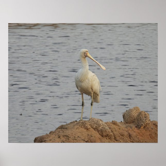 Póster Spoonbill Bird (Frente)