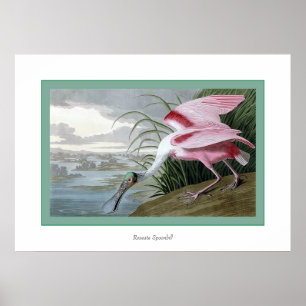 Póster Spoonbill rosado