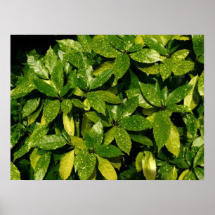 Póster Sporel Laurel, Aucuba Japonica