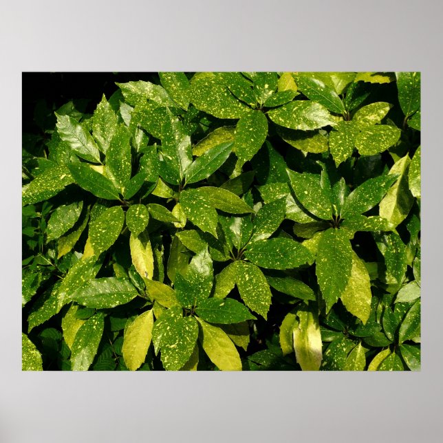 Póster Sporel Laurel, Aucuba Japonica (Frente)