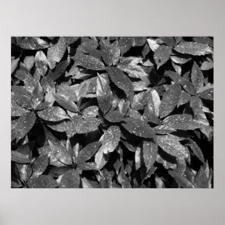 Póster Sporel Laurel, Aucuba Japonica - B/W
