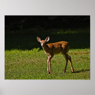 Póster Spoted Fawn