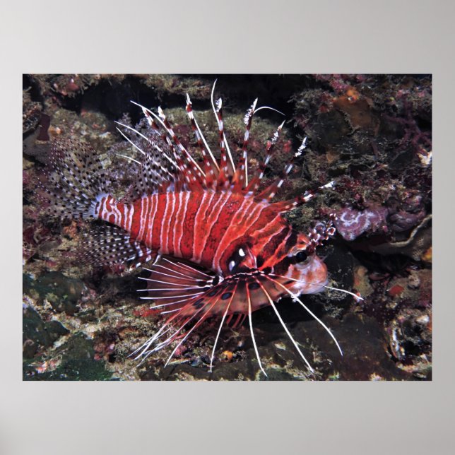 Póster Spotfin Lionfish II (Frente)