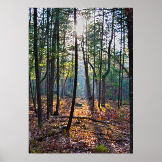 Póster Spotlight On A Stump