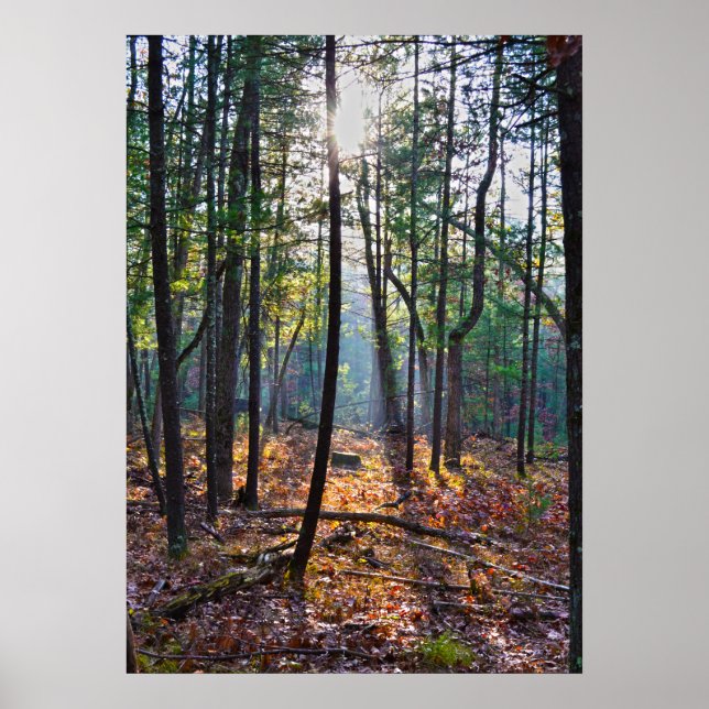 Póster Spotlight On A Stump (Frente)