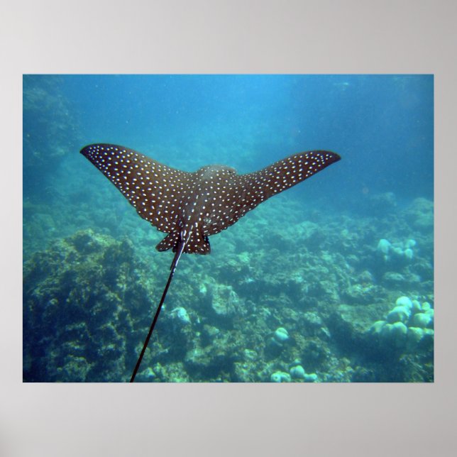 Póster Spotted Eagle Ray (Frente)