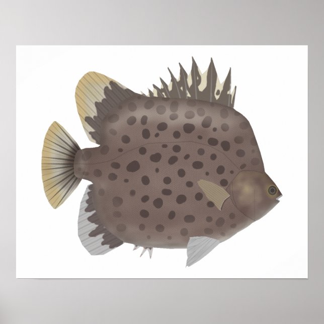 Póster Spotted Scat (Frente)