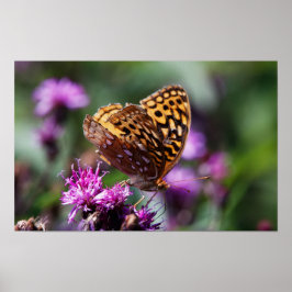 Póster Spotted Wings