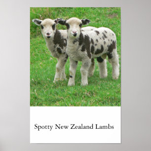 Póster Spotty NZ Lambs