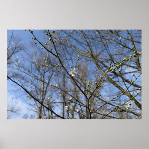 Póster Spring awakening