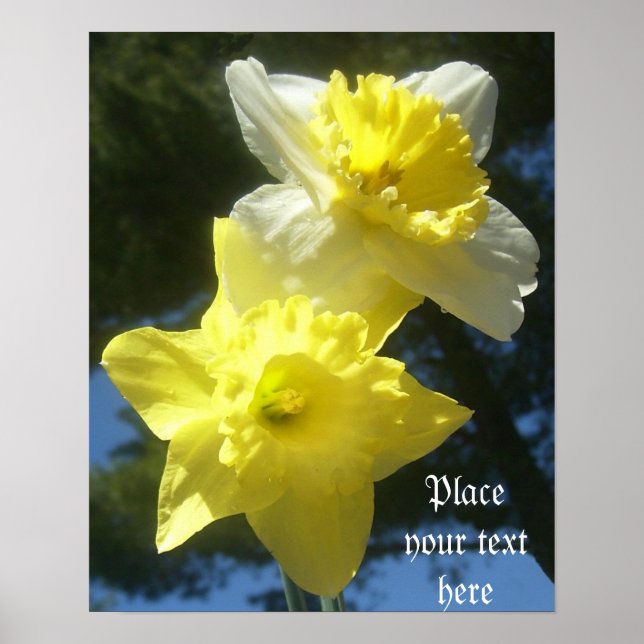Póster Spring beautiful daffodils customizable poster (Frente)