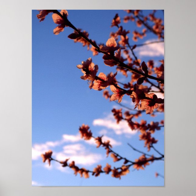 Póster Spring Blossoms Poster - Customized (Frente)