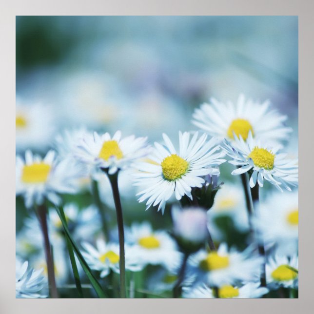 Póster Spring daisy flower (Frente)