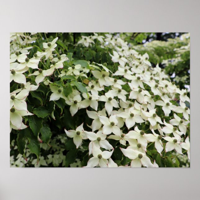 Póster Spring Dogwoods in Marshall Bloom (Frente)