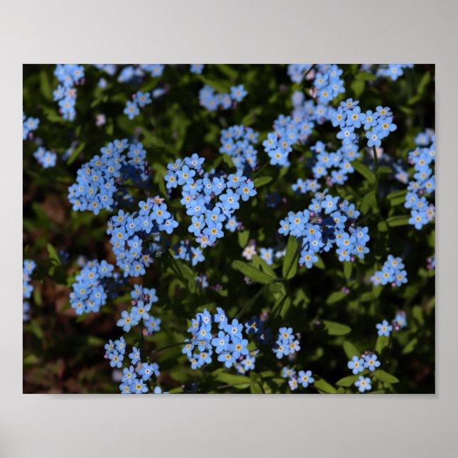Póster Spring Forget-Me-Nots, Michigan's Upper Peninsula (Frente)