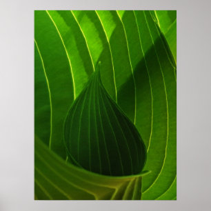 Póster Spring Green Hosta Leaf Poster Print