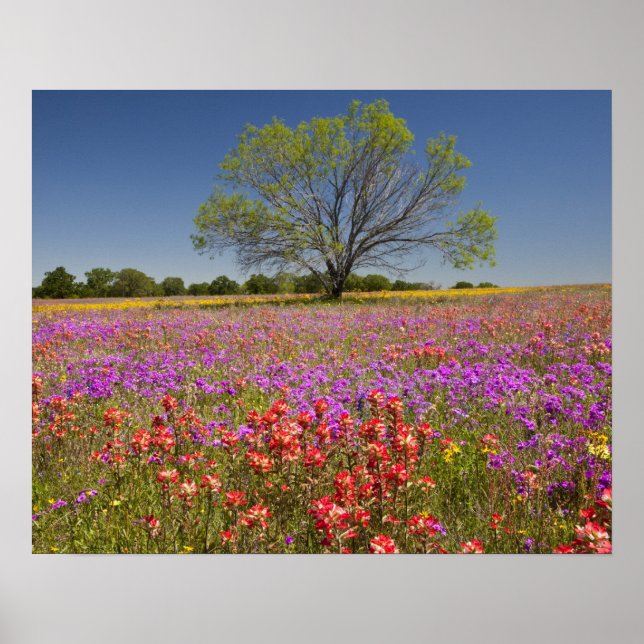 Póster Spring mesquite trees growing in wildflowers, (Frente)