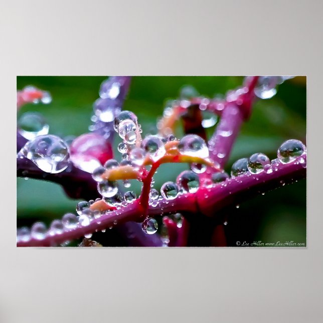 Póster Spring Raindrop Jewels in the Forest Poster (Frente)