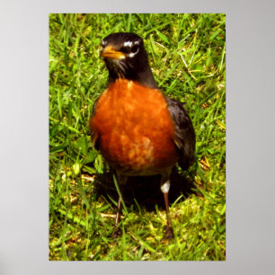 Póster Spring Robin
