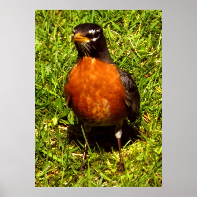 Póster Spring Robin (Frente)