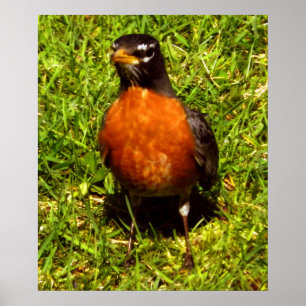 Póster Spring Robin
