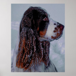 Póster Springer Spaniel Dog Poster.