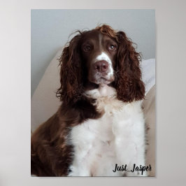 Póster Springer spaniel poster