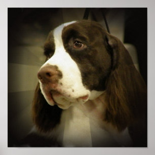 Póster Springer Spaniel Print